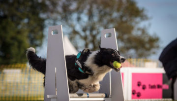 salto agility dog